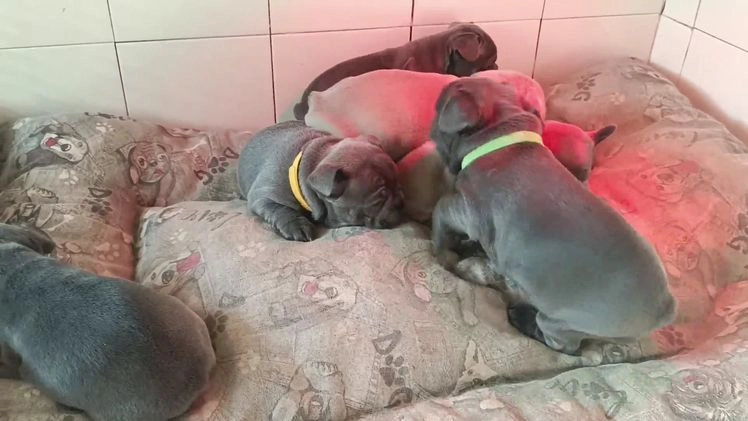 Bulldog Francés perros en venta: Bulldog francés  en León - Video 1