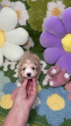 Maltipoo perros en venta: Maltipoo Mini Toy en Madrid - Video 3