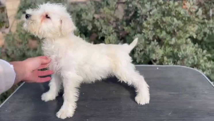 Schnauzer Miniatura perros en venta: Schnauzer mini blanca  en Barcelona - Video 1