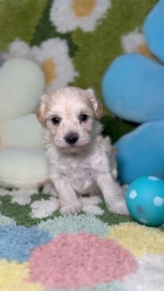 Maltipoo perros en venta: Maltipoo Mini Toy en Madrid - Video 5